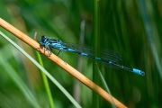 Variabele waterjuffer / Variable Damselfly (Coenagrion pulchellum)