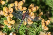 Venwitsnuitlibel / Small Whiteface (Leucorrhinia dubia)