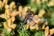 Venwitsnuitlibel / Small Whiteface (Leucorrhinia dubia)