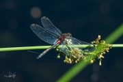 Venwitsnuitlibel / Small Whiteface (Leucorrhinia dubia)