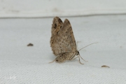 Vierbandspanner / Dark-barred Twin-spot Carpet (Xanthorhoe ferrugata)