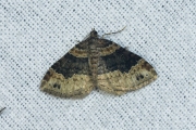 Vierbandspanner / Dark-barred Twin-spot Carpet (Xanthorhoe ferrugata)