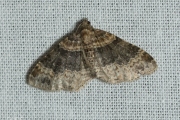 Vierbandspanner / Dark-barred Twin-spot Carpet (Xanthorhoe ferrugata)