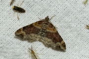 Vierbandspanner / Dark-barred Twin-spot Carpet (Xanthorhoe ferrugata)