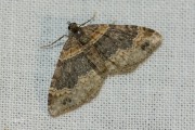 Vierbandspanner / Dark-barred Twin-spot Carpet (Xanthorhoe ferrugata)