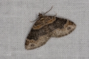 Vierbandspanner / Dark-barred Twin-spot Carpet (Xanthorhoe ferrugata)