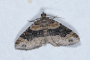 Vierbandspanner / Dark-barred Twin-spot Carpet (Xanthorhoe ferrugata)