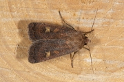 Vierkantvlekuil / Square-spot Rustic (Xestia xanthographa)