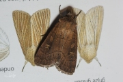 Vierkantvlekuil / Square-spot Rustic (Xestia xanthographa)