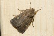 Vierkantvlekuil / Square-spot Rustic (Xestia xanthographa)