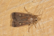 Vierkantvlekuil / Square-spot Rustic (Xestia xanthographa)