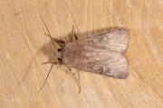 Vierkantvlekuil / Square-spot Rustic (Xestia xanthographa)