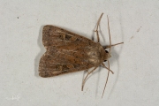 Vierkantvlekuil / Square-spot Rustic (Xestia xanthographa)