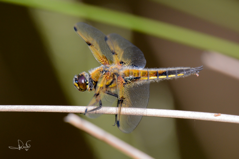 Viervlek / Four-spotted Chaser (Libellula quadrimaculata)