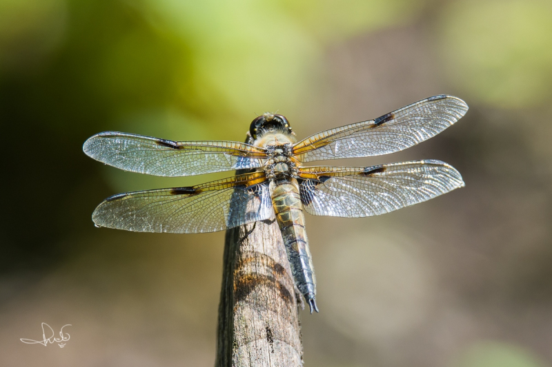 Viervlek / Four-spotted Chaser (Libellula quadrimaculata)