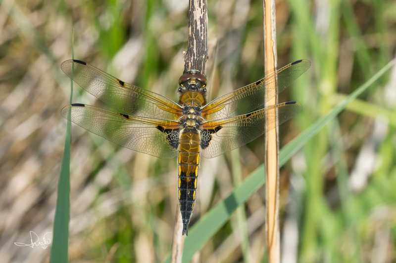 Viervlek / Four-spotted Chaser (Libellula quadrimaculata)