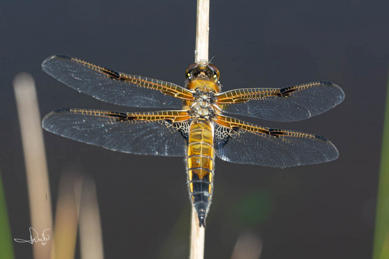 Viervlek / Four-spotted Chaser (Libellula quadrimaculata)