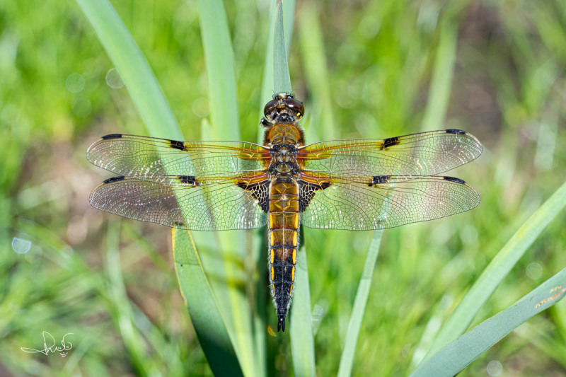 Viervlek / Four-spotted Chaser (Libellula quadrimaculata)