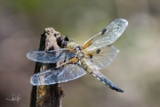 Viervlek / Four-spotted Chaser (Libellula quadrimaculata)