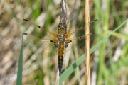 Viervlek / Four-spotted Chaser (Libellula quadrimaculata)