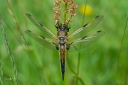 Viervlek / Four-spotted Chaser (Libellula quadrimaculata)