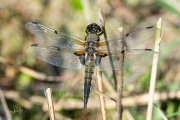 Viervlek / Four-spotted Chaser (Libellula quadrimaculata)