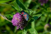 Vijfvlek-sint-jansvlinder / Five-spot Burnet (Zygaena trifolii)