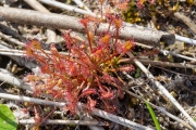 Ronde zonnedauw / Round-leaved Sundew (Drosera rotundifolia)