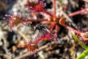 Ronde zonnedauw / Round-leaved Sundew (Drosera rotundifolia)