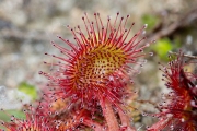 Ronde zonnedauw / Round-leaved Sundew (Drosera rotundifolia)