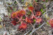 Ronde zonnedauw / Round-leaved Sundew (Drosera rotundifolia)