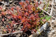 Ronde zonnedauw / Round-leaved Sundew (Drosera rotundifolia)