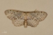 Vlekstipspanner / Single Dotted Wave (Idaea dimidiata)