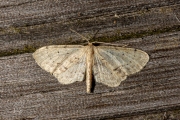 Vlekstipspanner / Single Dotted Wave (Idaea dimidiata)