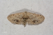 Vlekstipspanner / Single Dotted Wave (Idaea dimidiata)