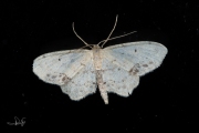 Vlekstipspanner / Single Dotted Wave (Idaea dimidiata)