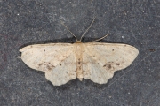 Vlekstipspanner / Single Dotted Wave (Idaea dimidiata)