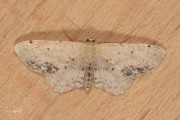 Vlekstipspanner / Single Dotted Wave (Idaea dimidiata)