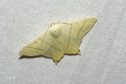 Vliervlinder / Swallow-tailed Moth (Ourapteryx sambucaria)