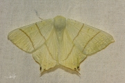 Vliervlinder / Swallow-tailed Moth (Ourapteryx sambucaria)