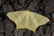 Vliervlinder / Swallow-tailed Moth (Ourapteryx sambucaria)