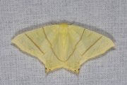 Vliervlinder / Swallow-tailed Moth (Ourapteryx sambucaria)