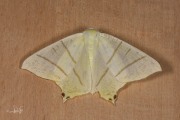 Vliervlinder / Swallow-tailed Moth (Ourapteryx sambucaria)