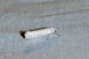 Vogelkersstippelmot / Bird-cherry Ermine (Yponomeuta evonymella), micro