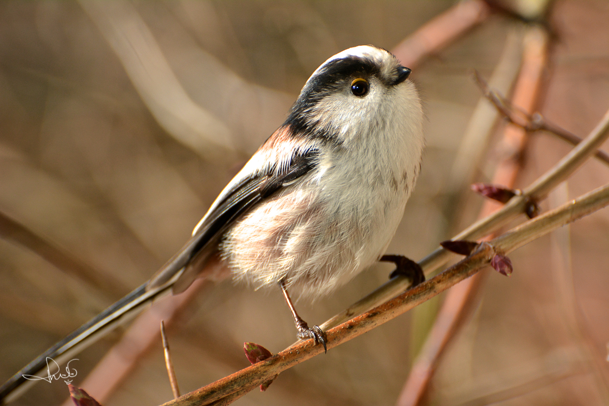 Staartmees / Long-tailed Tit (Aegithalos caudatus)
