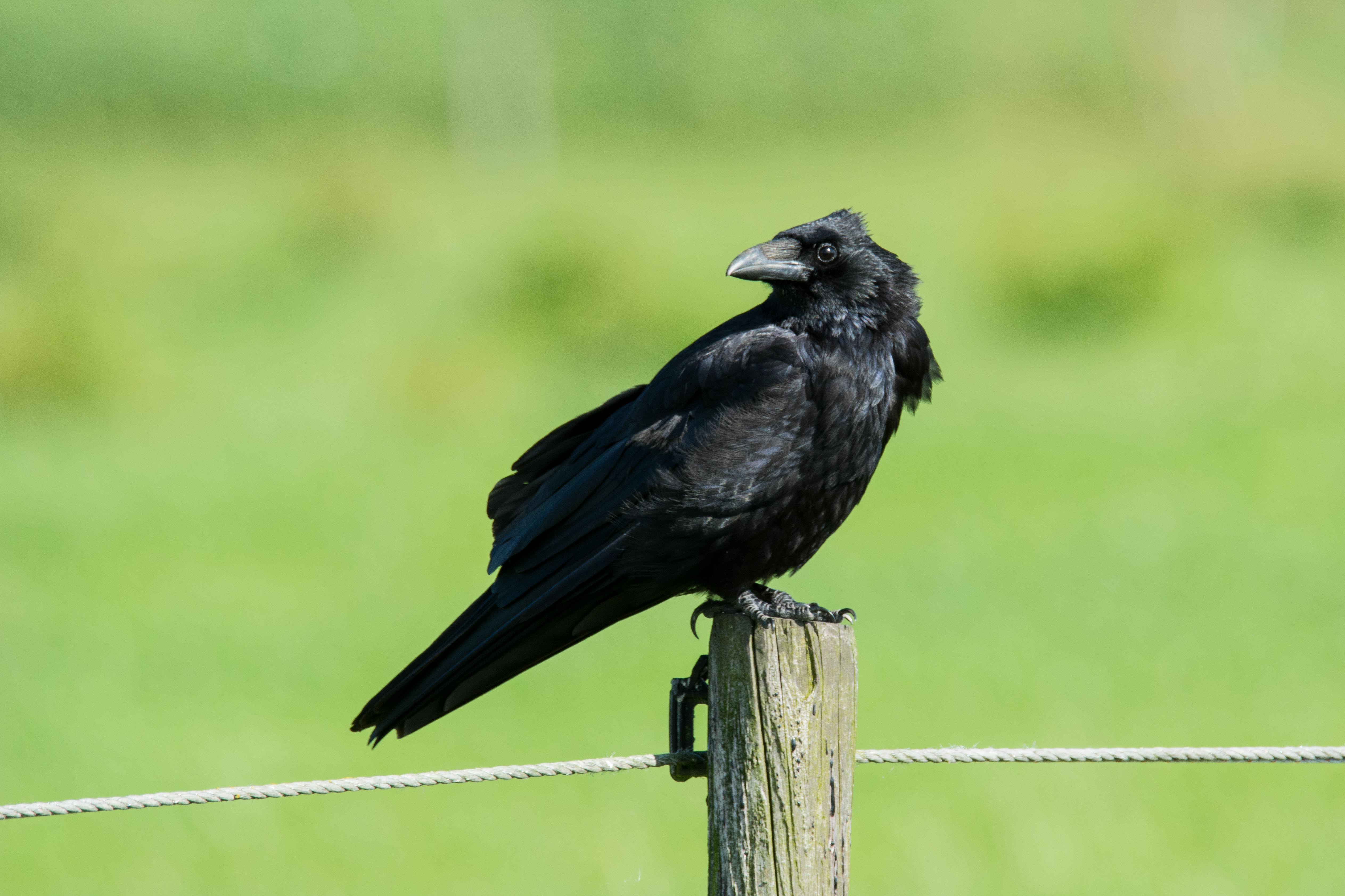 Zwarte kraai / Carrion Crow (Corvus corone)
