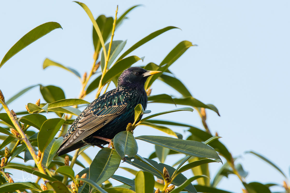 Spreeuw / Common Starling (Sturnus vulgaris)
