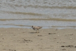 Terekruiter / Terek sandpiper (Xenus cinereus)