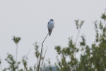 Grijze wouw / Black-winged Kite  (Elanus caeruleus)