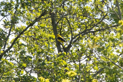 Wielewaal / Eurasian Golden Oriole (Oriolus oriolus)